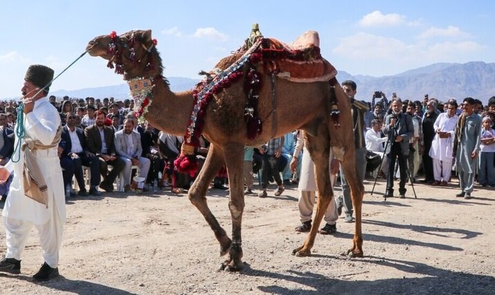 اولین جشنواره ملی شتر در قلعه گنج برگزار شد