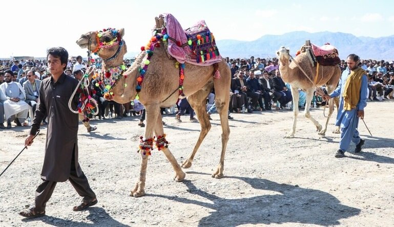 اولین جشنواره ملی شتر در قلعه گنج برگزار شد
