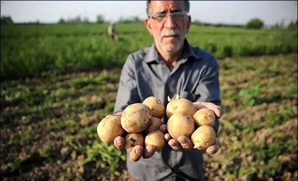 خریداری سیب زمینی مازاد کشاورزان کردستانی