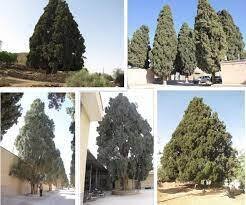 ثبت ۲۷ درخت کهنسال فارس در فهرست میراث طبیعی کشور