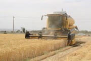 اولین خوشه های طلایی گندم کشور در جنوب کرمان برداشت شد