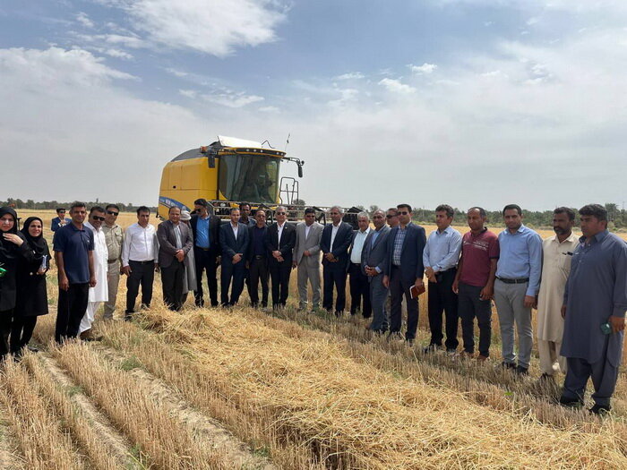 اولین خوشه های طلایی گندم کشور در جنوب کرمان برداشت شد
