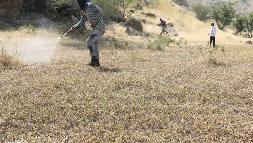 مبارزه با آفت ملخ بومی در اراضی کردستان
