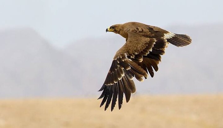 پرواز عقاب طلایی در لارستان