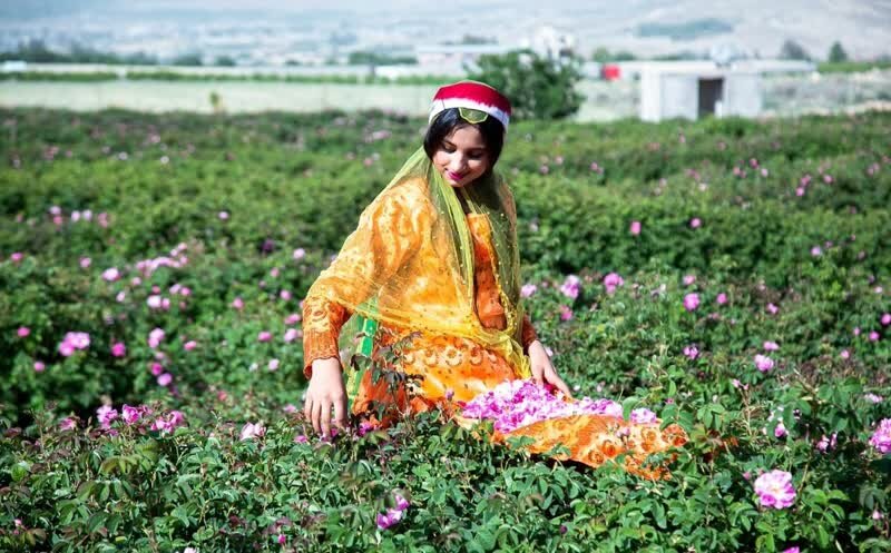 توسعه صادرات گیاهان دارویی با تکمیل زنجیره ارزش