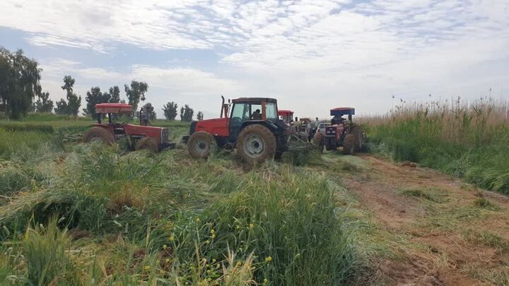 عملیات امحاء مزارع آلوده در شرق شیراز آغاز شد