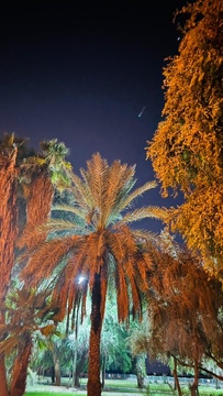 شب هاي سوسنگرد