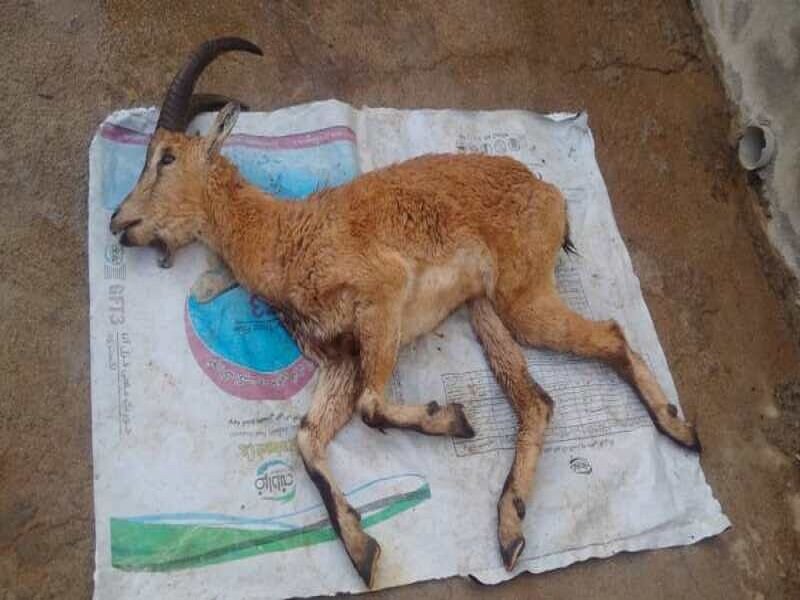 بز وحشی در قروه بر اثر خوردن پلاستیک تلف شد