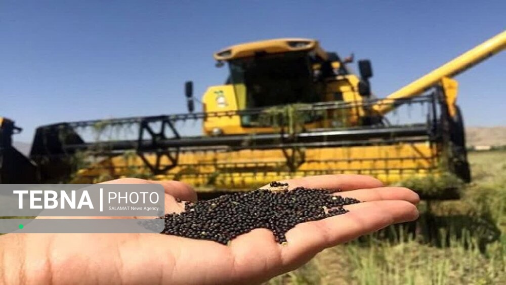 خرید بیش از دو هزار تن کلزا در فارس