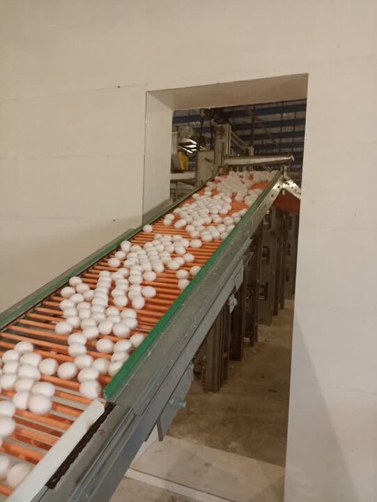 تولید تخم مرغ در فارس افزایش می یابد