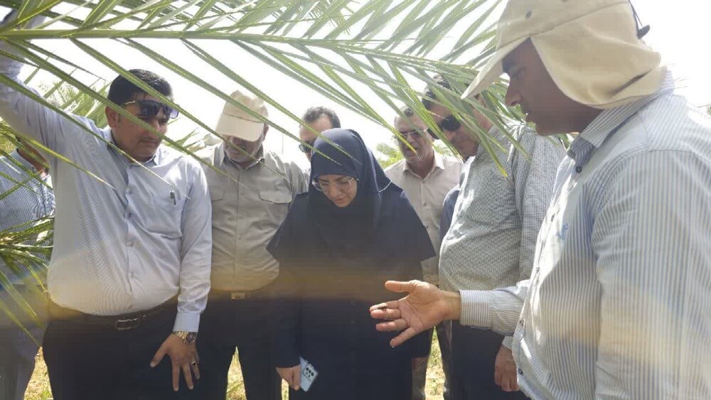 کنترل آفت سرخرطومی حنایی در نخیلات داراب