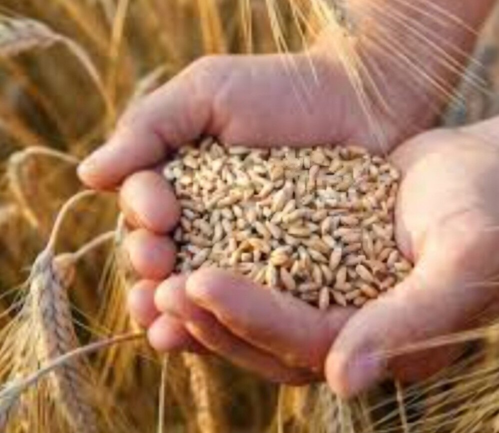 واریز ۵ هزار میلیارد ریال به حساب کشاورزان گندمکار مازندرانی واریز ۵ هزار میلیارد ریال به حساب کشاورزان گندمکار مازندرانی