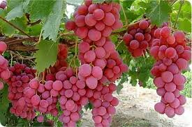 برداشت ۵۵۰ هزار تن انگور از تاکستان‌های قیروکارزین
