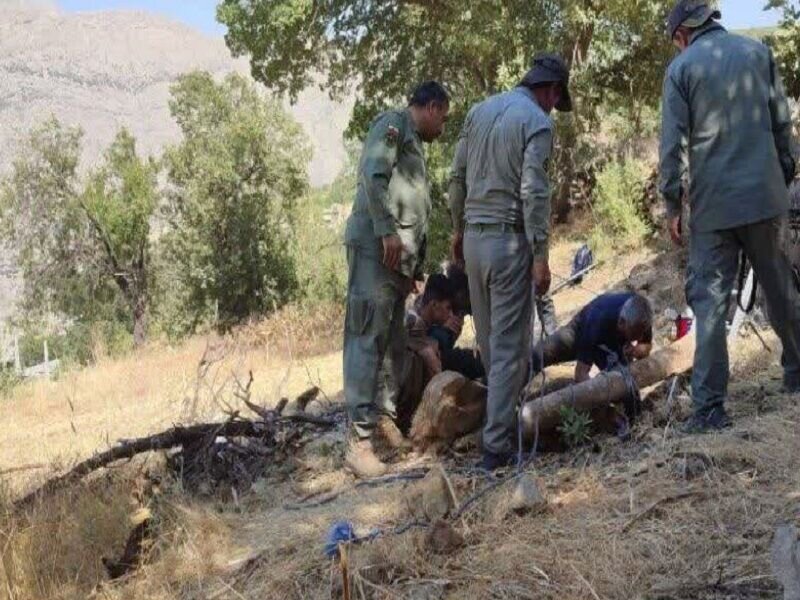 نجات یک راس گراز وحشی از چاه ۹ متری در سروآباد