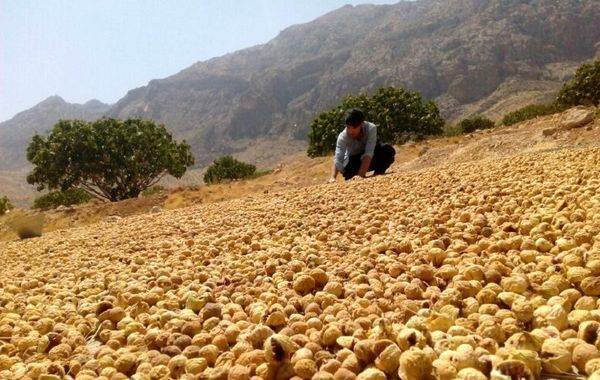 ارزآوری ۶۰ میلیون دلاری انجیر فارس برای کشور