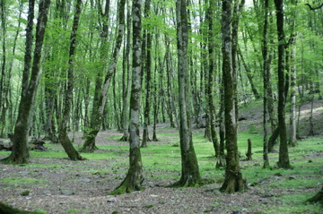 جنگل ناهارخوران یکی از جاهای دیدنی گرگان