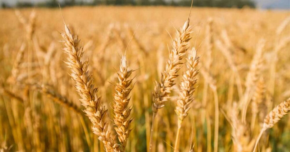 مطالبات گندمکاران در اسرع وقت پرداخت میشود/امنیت غذایی و خرید گندم از اولویتهای نظام است مطالبات گندمکاران در اسرع وقت پرداخت میشود/امنیت غذایی و خرید گندم از اولویتهای نظام است