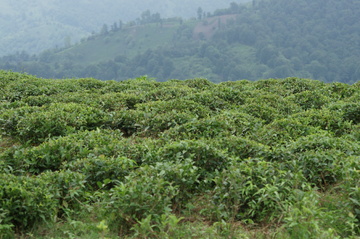 روستای تابستان نشین املش