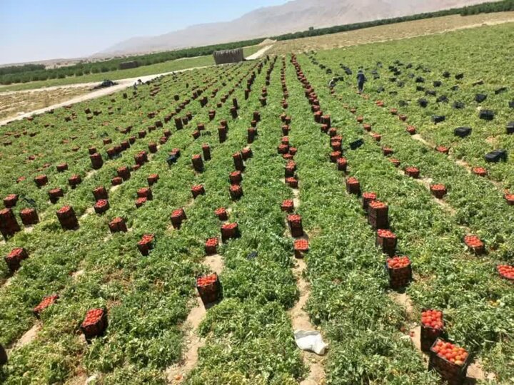 تولید ۵ هزار تن گوجه فرنگی در مزارع شهرستان فراشبند