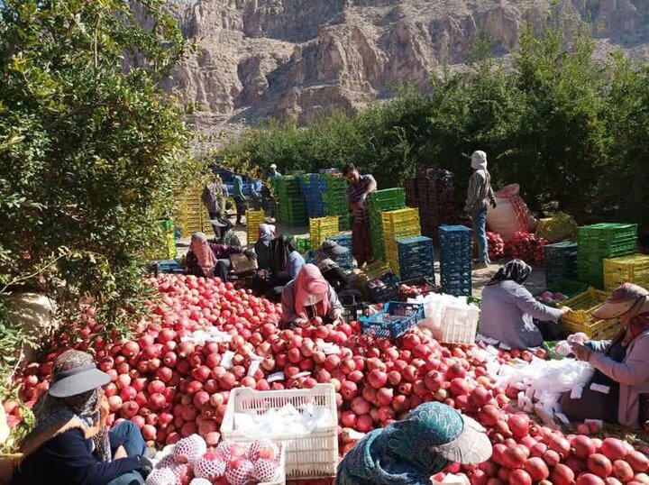 آغاز برداشت انار از باغ های شهرستان فسا