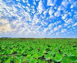 تالاب انزلی در مسیر تبدیل به جنگل؛ موج‌شکن‌ها رژیم آبی را تغییر دادند