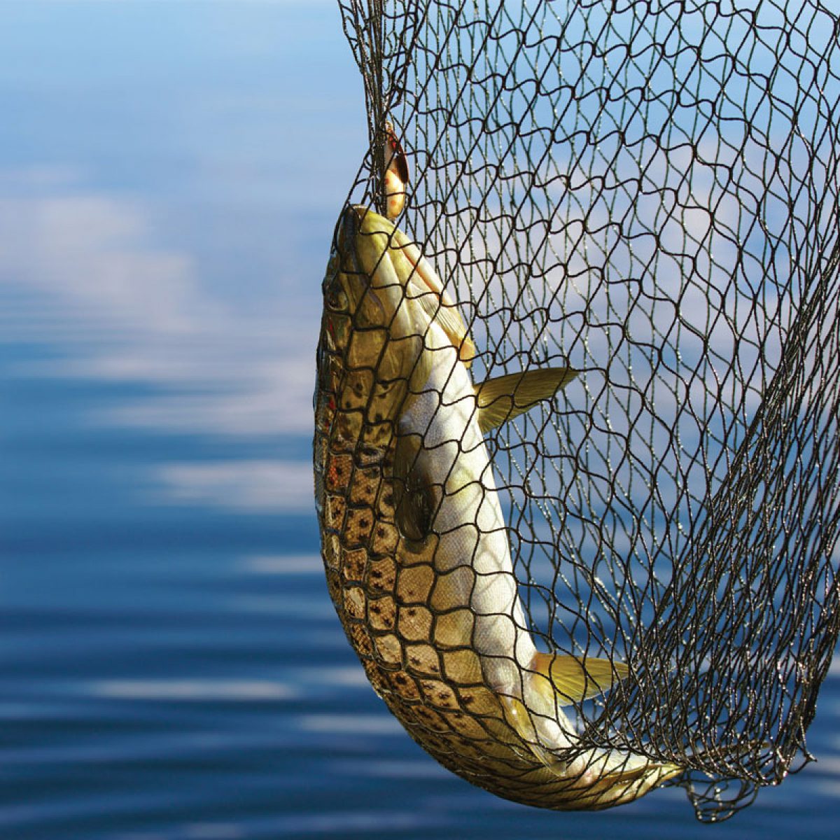 صیدهای غیرمجاز در خزر، چالشی جدی برای ذخایر آبزیان و مأموریتهای شیلات گیلان