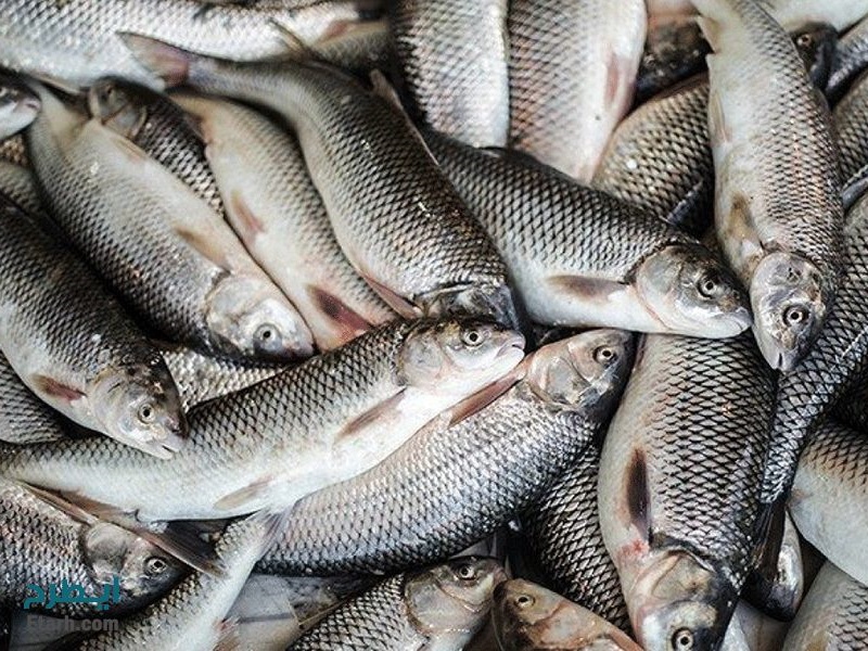 صیدهای غیرمجاز در خزر، چالشی جدی برای ذخایر آبزیان و مأموریتهای شیلات گیلان