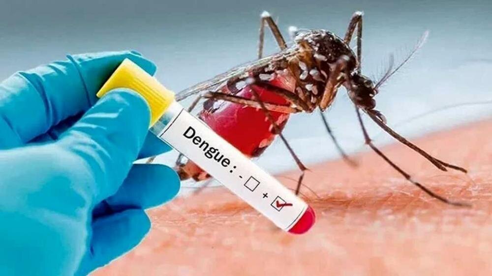 پشه ناقل تب دنگی در جنوب شرقی ایران مستقر میشود پشه ناقل تب دنگی در جنوب شرقی ایران مستقر میشود