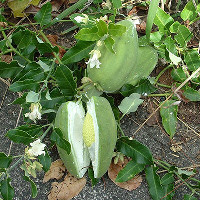 آروجیا سرطانی در پوشش گیاهی گیلان