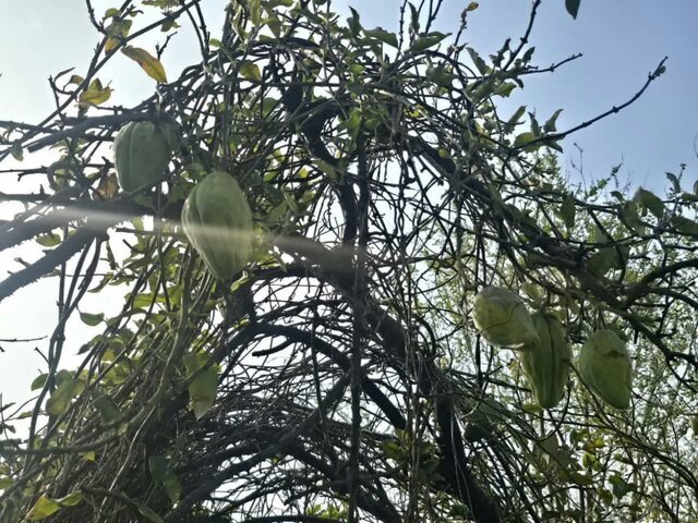 آروجیا سرطانی در پوشش گیاهی گیلان