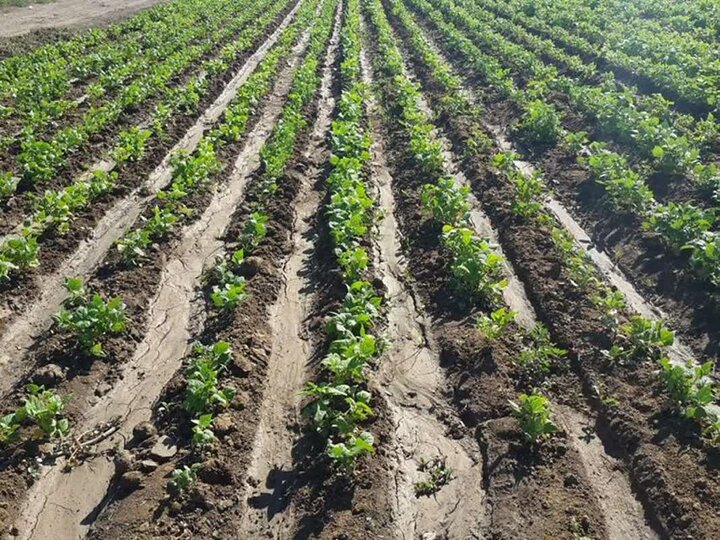 آغاز عملیات کاشت لوبیا در زنجان با رویکرد نوین زراعی/پیش‌بینی تولید ۴۳ هزار تن لوبیا