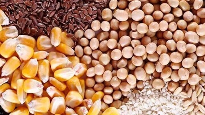 ایران به‌دنبال خودکفایی در تولید دانه‌های روغنی