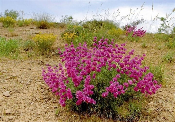 نقش استراتژیک نفت و گاز در پیشرفت اقتصاد کشور