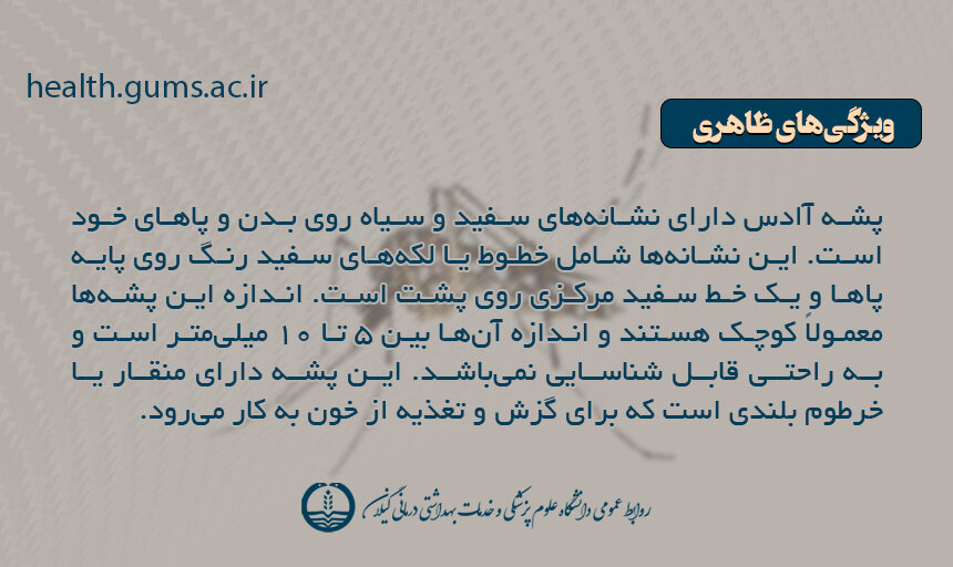 علایم، روش انتقال، درمان و تمام آنچه باید در مورد تب دِنگی باید بدانیم