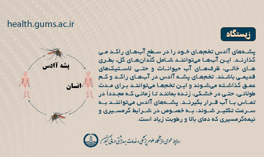 علایم، روش انتقال، درمان و تمام آنچه باید در مورد تب دِنگی باید بدانیم