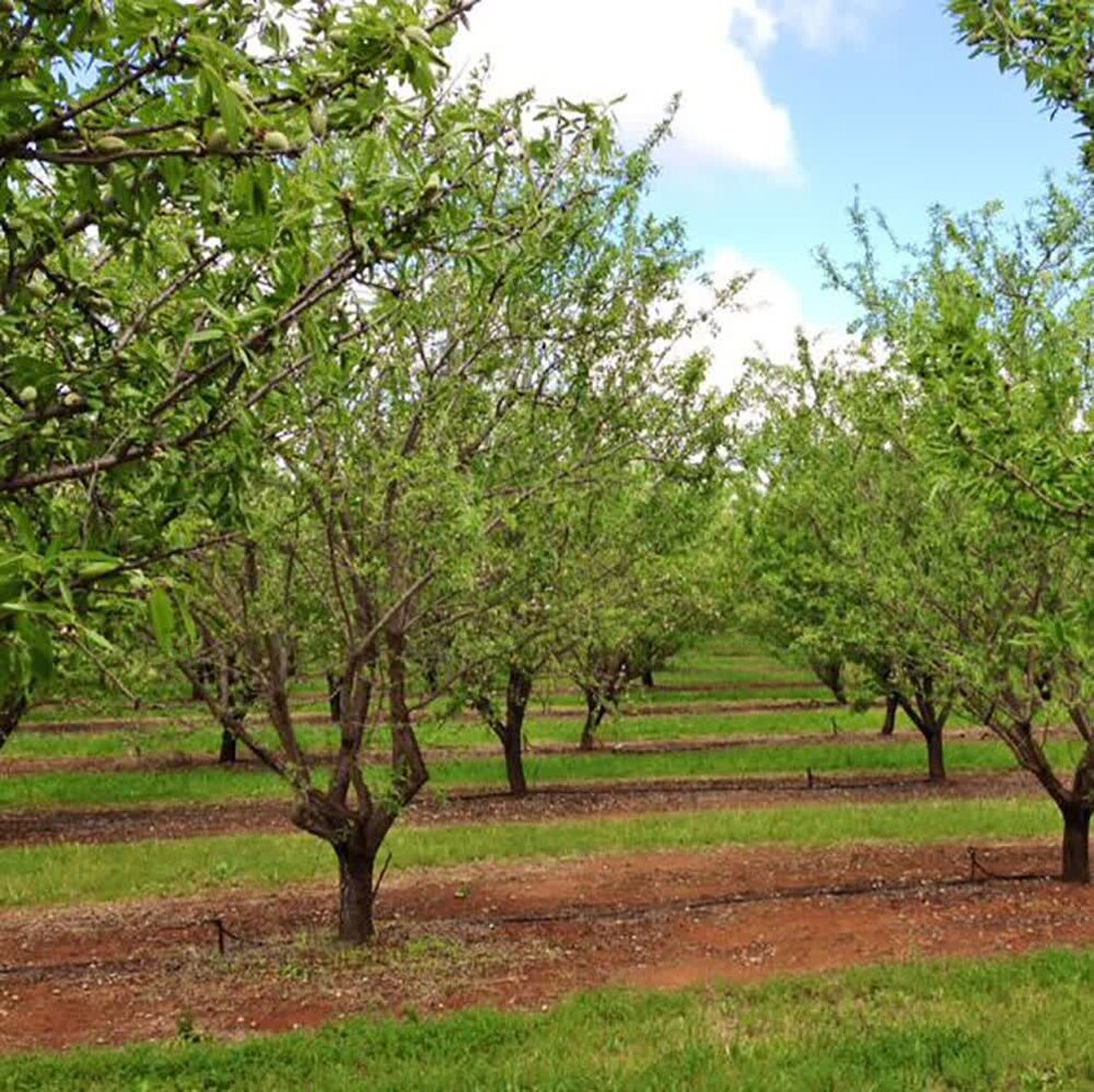 تولید چغاله بادام در فارس
