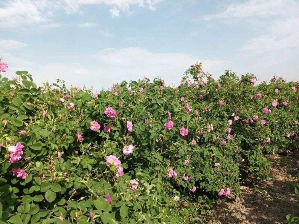 افتتاح اولین بوستان تخصصی گل محمدی در جنوب تهران افتتاح اولین بوستان تخصصی گل محمدی در جنوب تهران