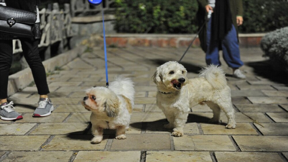 تهدیدی خاموش برای طبیعت گیلان