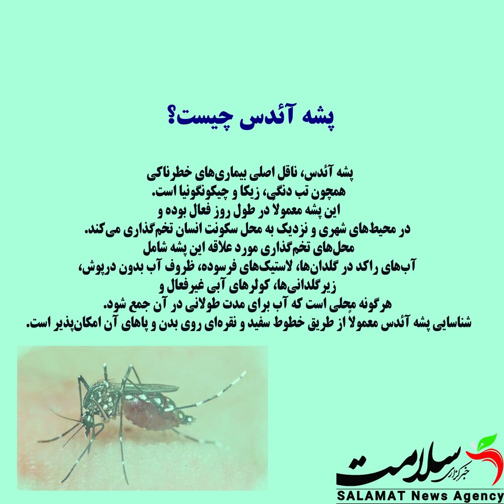 پشه آئدس و تب دنگی در گیلان