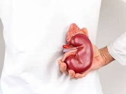 چگونه با یک کلیه سالم زندگی کنیم؟