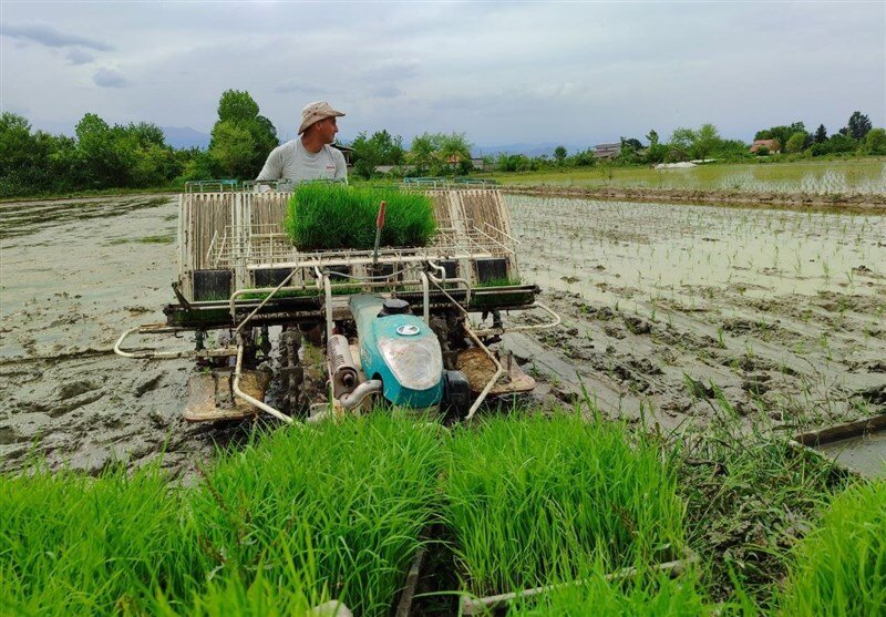 نگرانی مدیریت آب برای برنج کاران