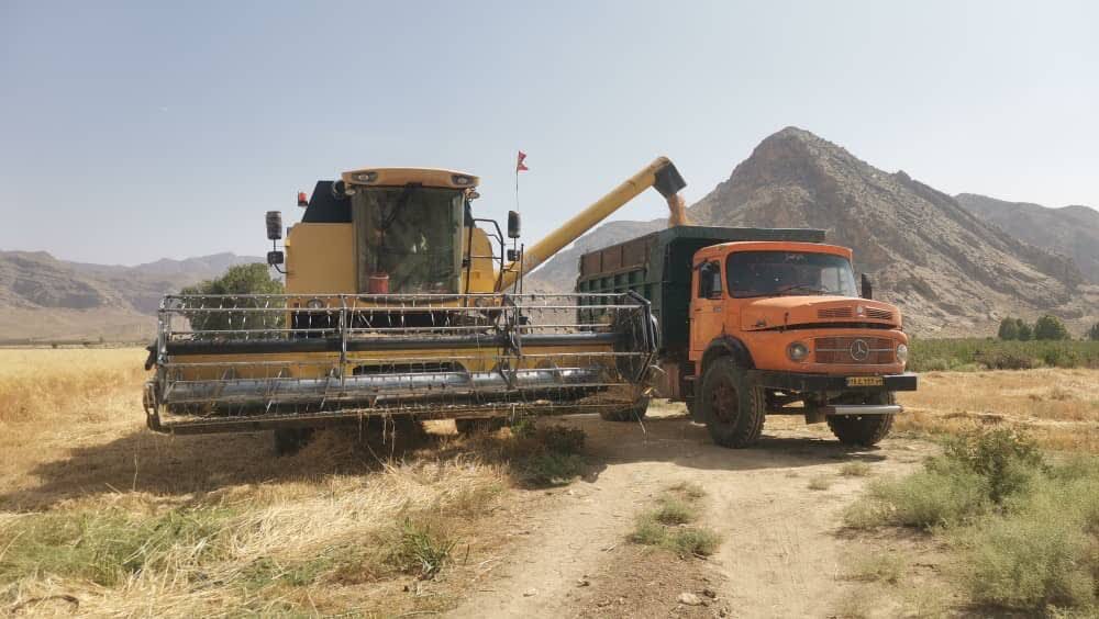 پایان برداشت ۱۳ هزار تنی گندم و جو در فسا پایان برداشت ۱۳ هزار تنی گندم و جو در فسا