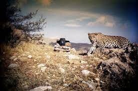 طنین غرش پلنگ ایرانی در پارک حفاظت شده بمو شیراز