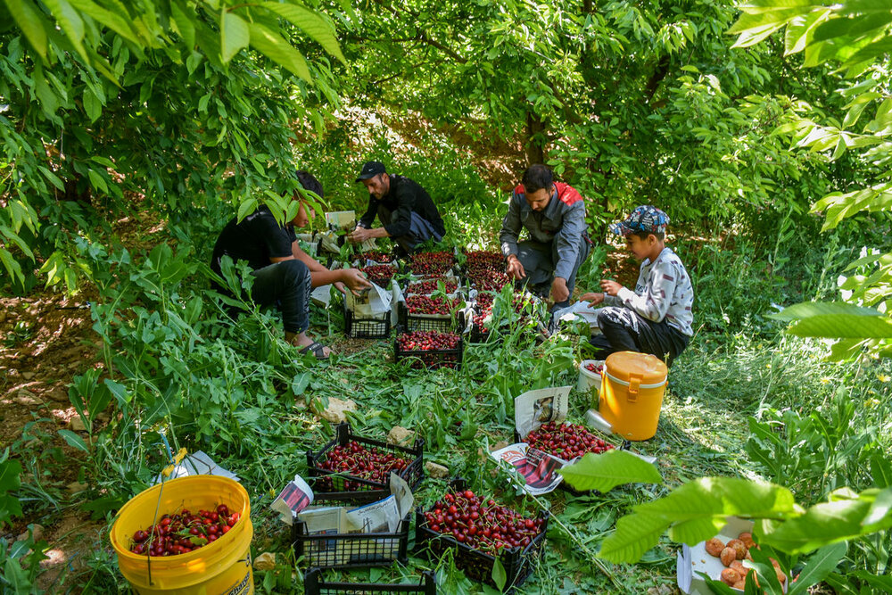 برداشت بیش از ۴۰ هزار تن گیلاس، آلبالو و زردآلو در کردستان برداشت بیش از ۴۰ هزار تن گیلاس، آلبالو و زردآلو در کردستان