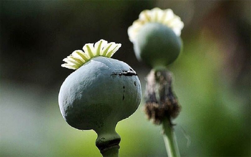 مصرف تفننی یا تفریحی تریاک چه عوارضی دارد؟