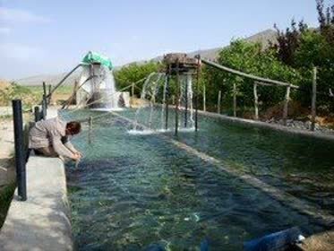 رهاسازی یک میلیون و ۴۰۰ هزار قطعه بچه ماهی در استخرهای کشاورزی فارس رهاسازی یک میلیون و ۴۰۰ هزار قطعه بچه ماهی در استخرهای کشاورزی فارس