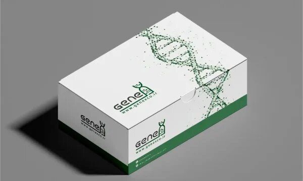 تشخیص دقیق HPV با کیت ژنیکس؛ فناوری ایرانی برای امنیت سلامت جنسی تشخیص دقیق HPV با کیت ژنیکس؛ فناوری ایرانی برای امنیت سلامت جنسی