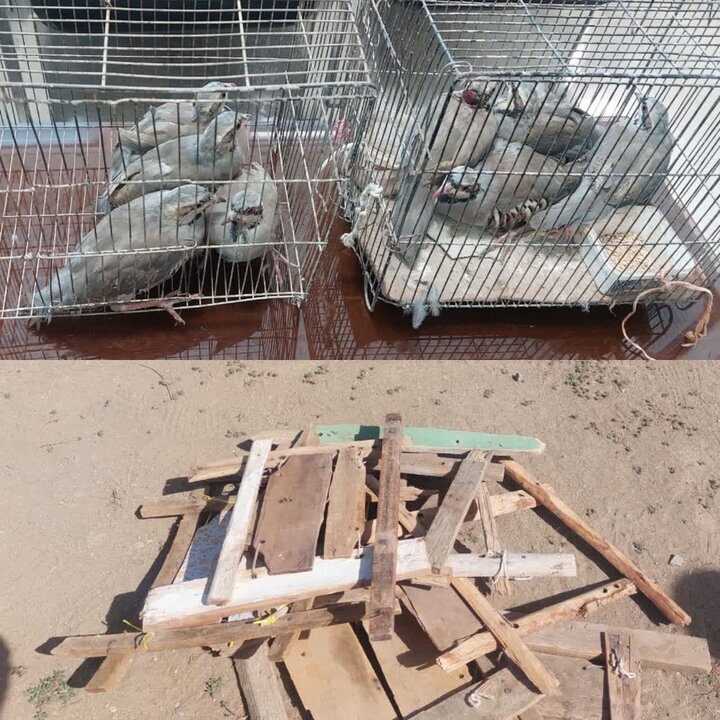 دستگیری شکارچی کبک در قروه با رصد فضای مجازی دستگیری شکارچی کبک در قروه با رصد فضای مجازی