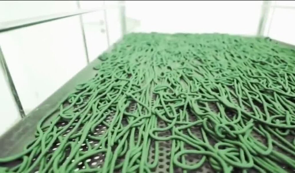 تولید ۶۱۰۰ کیلوگرم خمیر جلبک اسپیرولینا در فارس