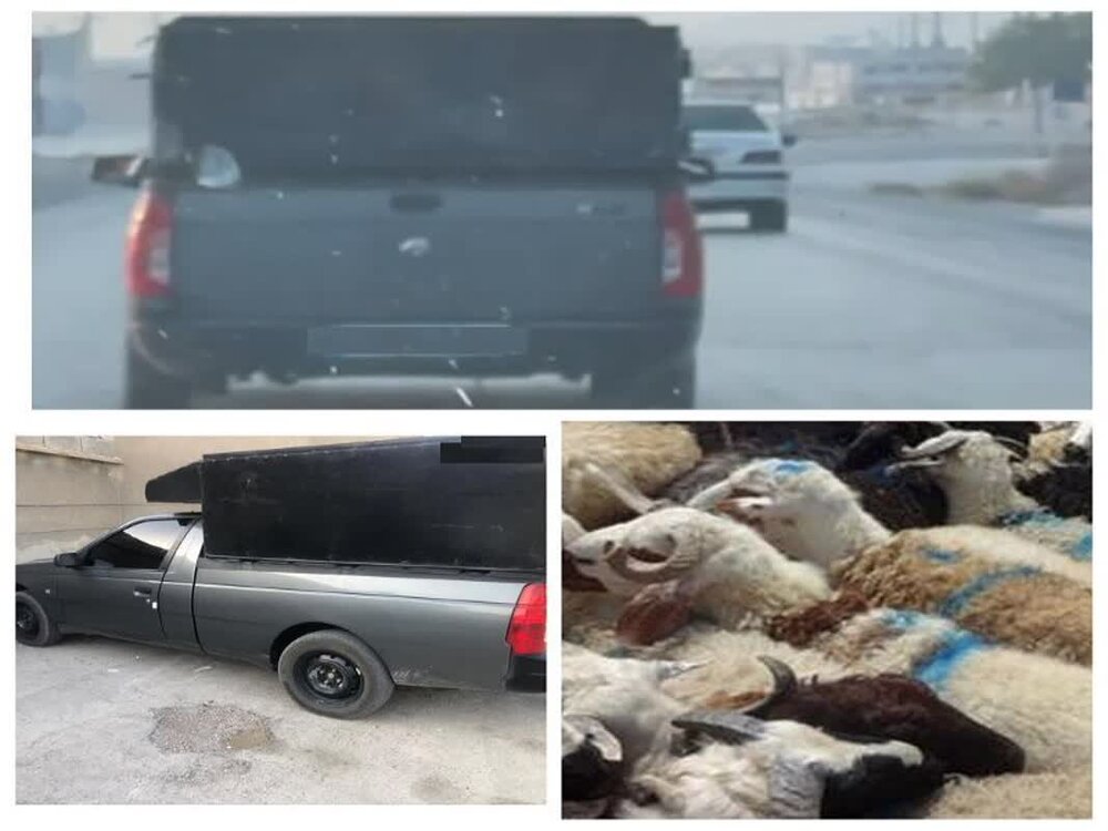 کشف احشام  غیرمجاز در لامِرد